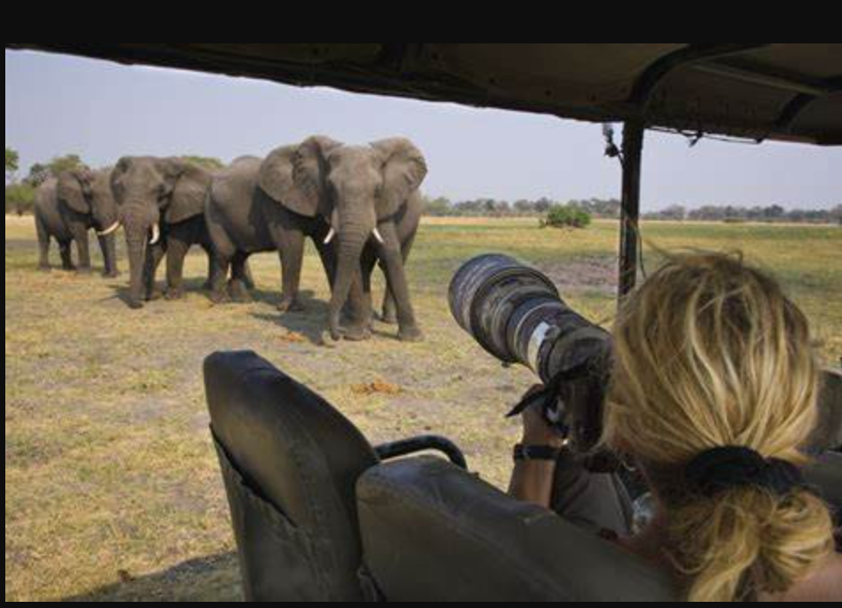 Fotografi Safari Afrika