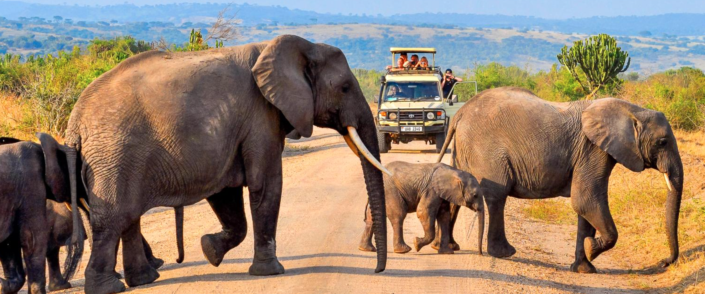 Fotografi Safari Afrika