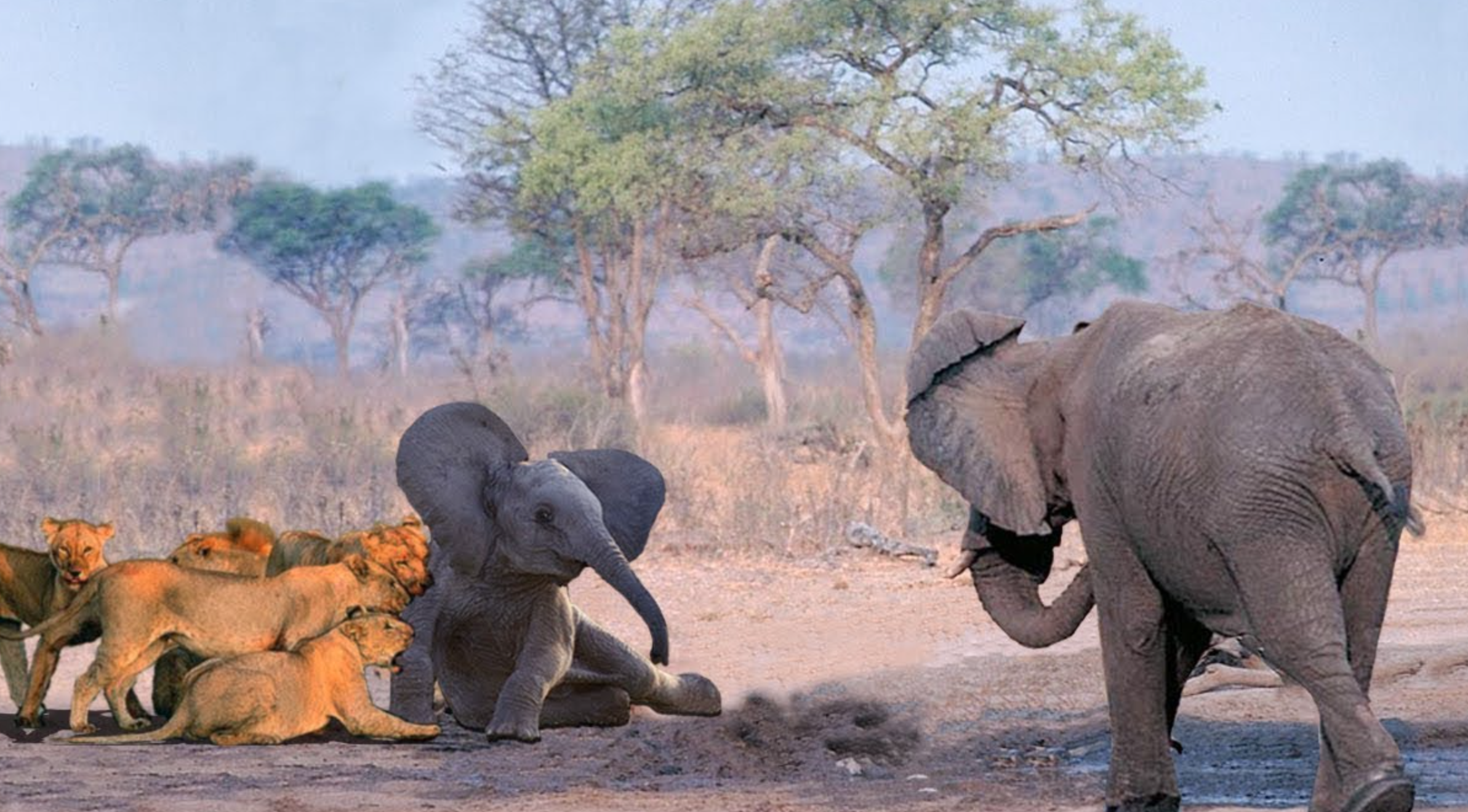 Fotografi Singa dan Gajah di Afrika