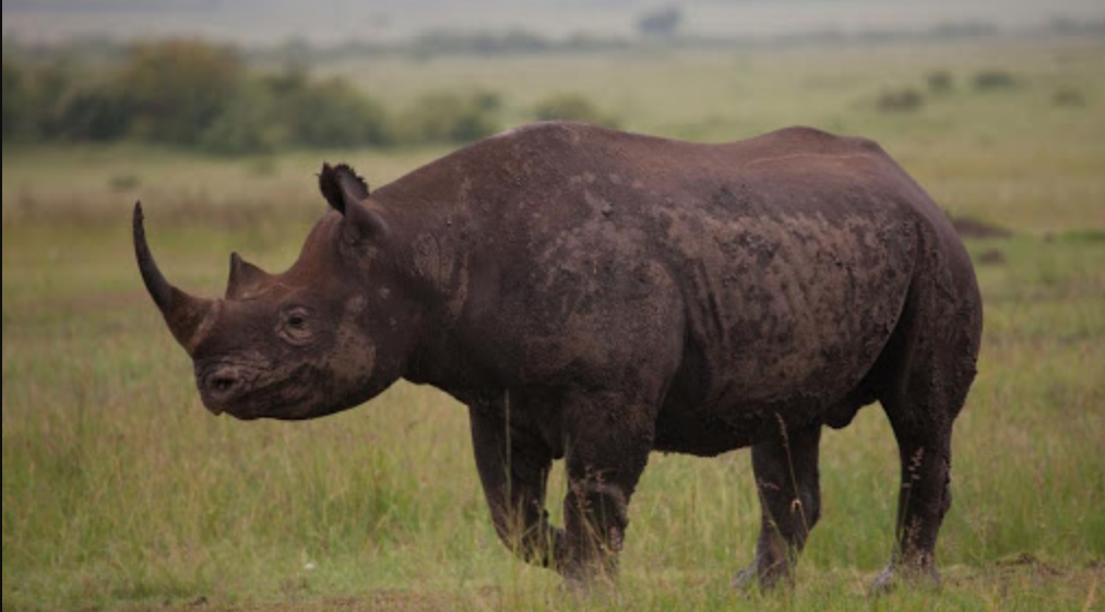 Badak Hitam afrika