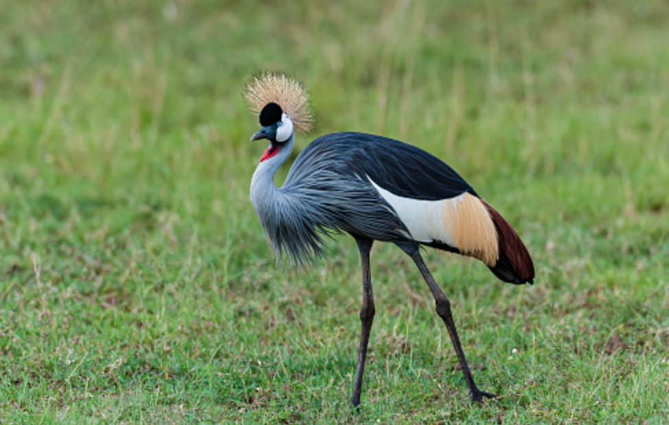 Burung Bangau Mahkota Abu-abu