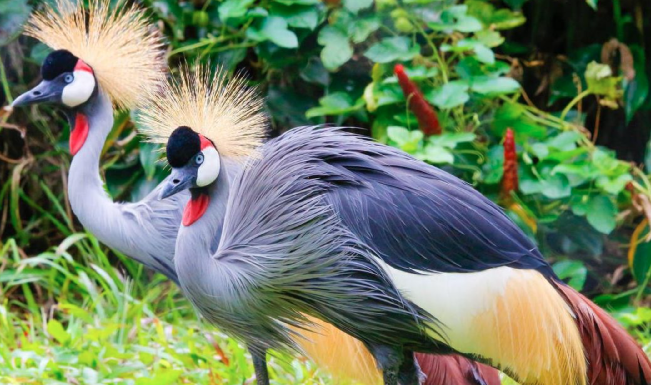 Burung Bangau Mahkota Abu-abu