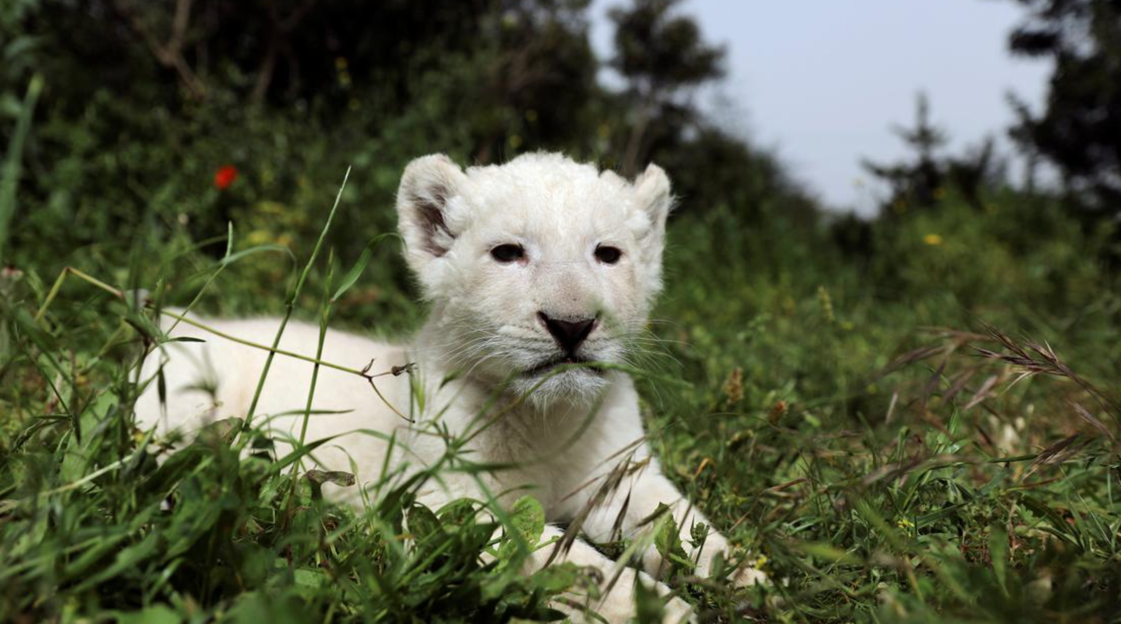 Singa Putih yang Langka di Afrika