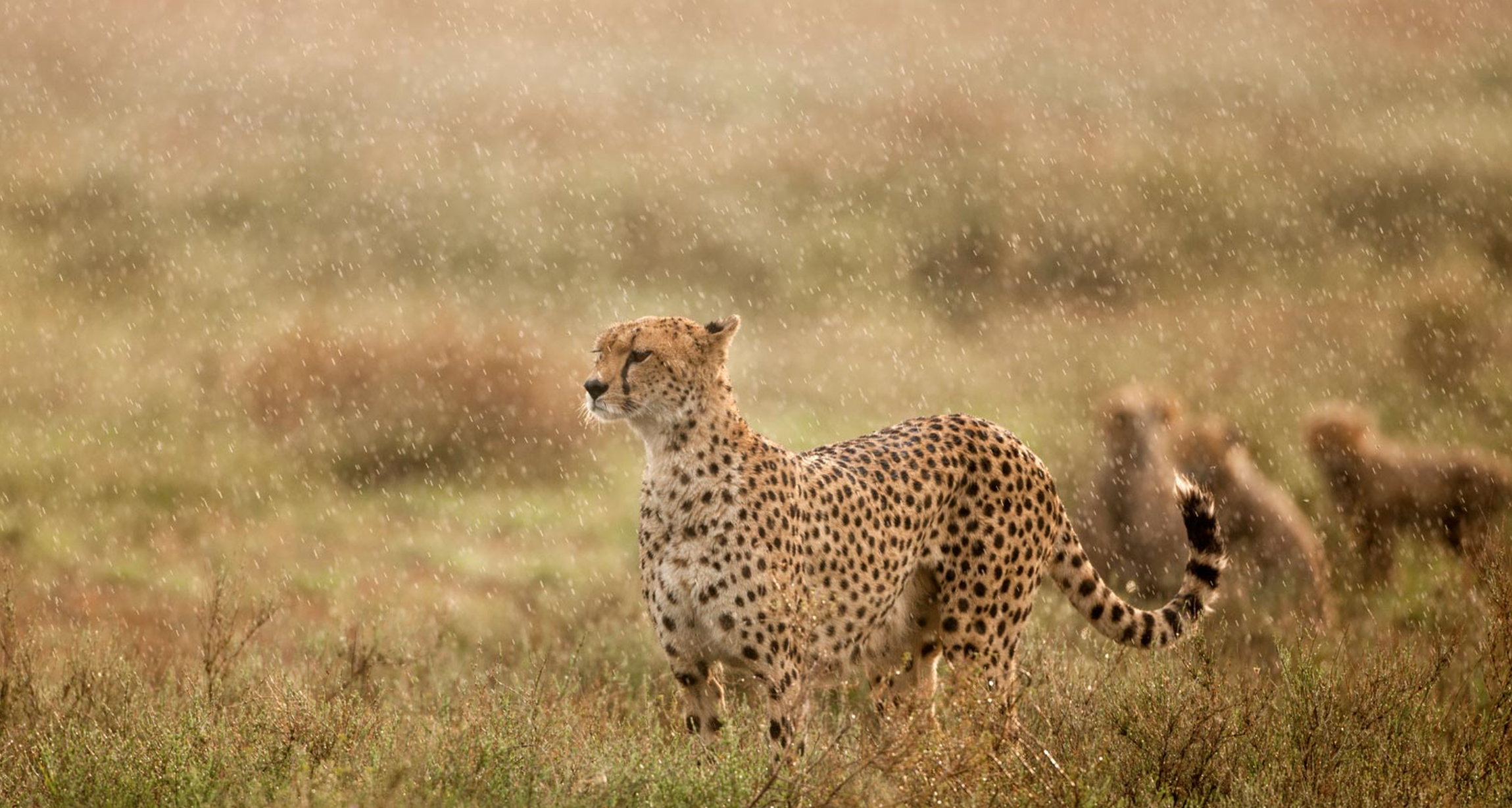 Konservasi Cheetah