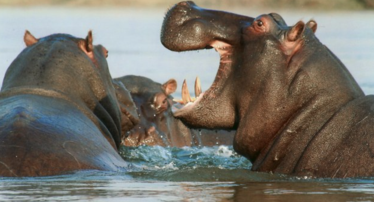 Kuda Nil (Hippopotamus amphibius)